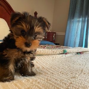 Meet your Posher, Mia